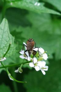 <i>Alliaria petiolata</i>