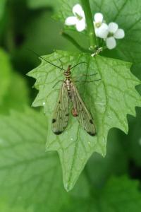 <i>Alliaria petiolata</i>
