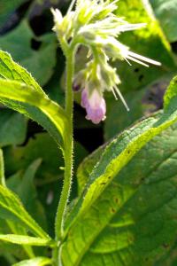 <i>Symphytum officinale</i>