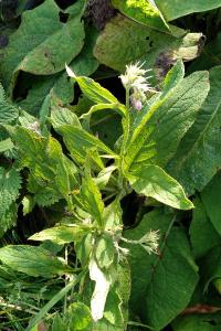 <i>Symphytum officinale</i>