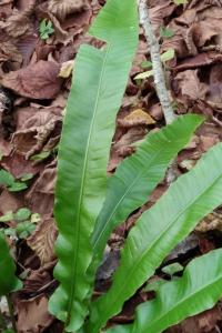 <i>Asplenium scolopendrium</i>