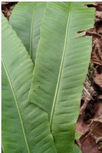 <i>Asplenium scolopendrium</i>