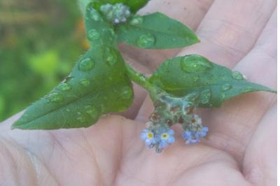 <i>Myosotis</i>