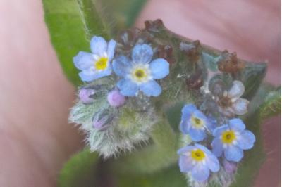 <i>Myosotis</i>