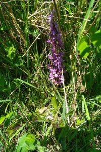 <i>Orchis mascula</i>