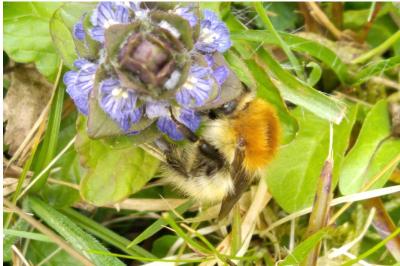 <i>Ajuga reptans</i>
