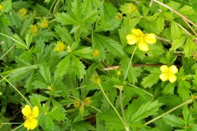 <i>Potentilla erecta</i>