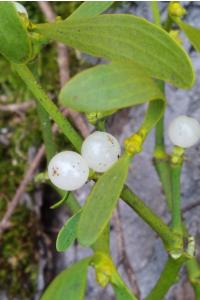 <i>Viscum album</i>
