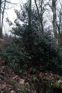 <i>Ilex aquifolium</i>
