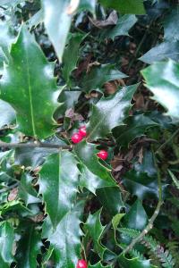 <i>Ilex aquifolium</i>