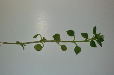<i>Stellaria media</i>