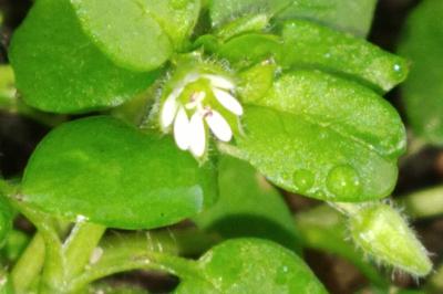 <i>Stellaria media</i>