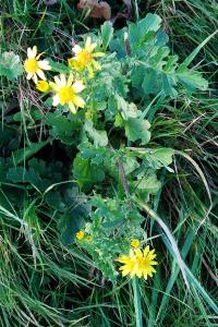 <i>Jacobaea vulgaris</i>