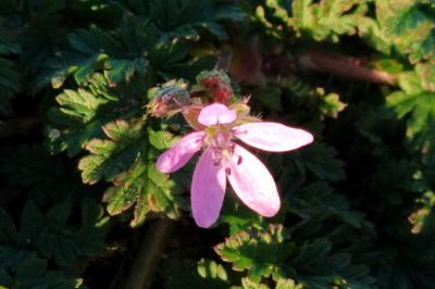 Erodium cicutarium