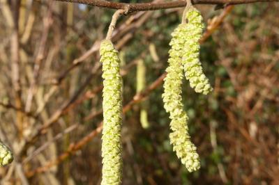 <i>Corylus avellana</i>