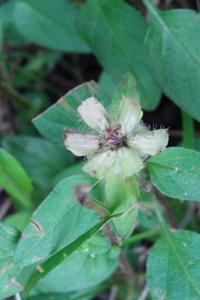 <i>Prunella vulgaris</i>