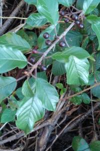 <i>Frangula alnus</i>