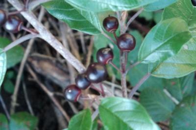 <i>Frangula alnus</i>