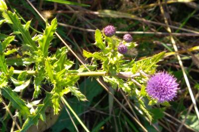 <i>Cirsium arvense</i>