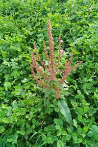 <i>Rumex obtusifolius</i>