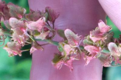 <i>Rumex obtusifolius</i>