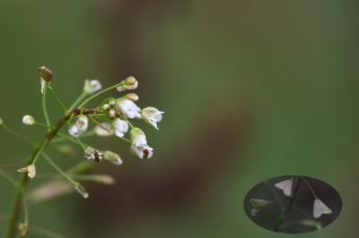 <i>Capsella bursa-pastoris</i>
