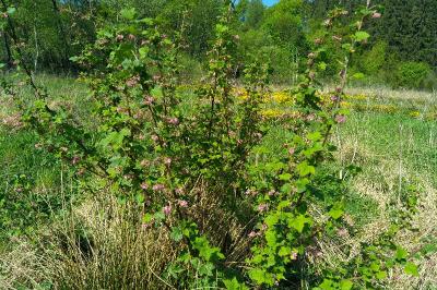 <i>Ribes sanguineum</i>