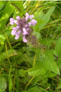 <i>Stachys palustris</i>