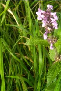 <i>Stachys palustris</i>