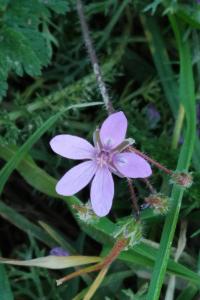 <i>Erodium cicutarium</i>