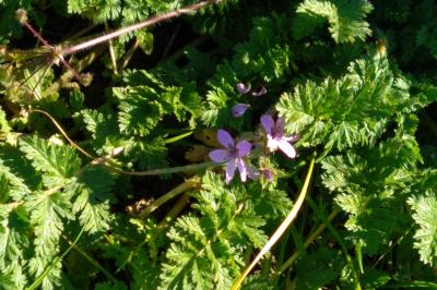 <i>Erodium cicutarium</i>