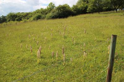 <i>Himantoglossum hircinum</i>