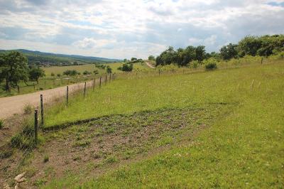 <i>Himantoglossum hircinum</i>