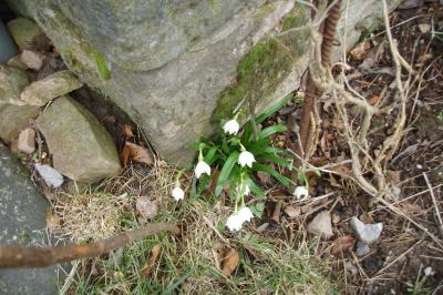 <i>Leucojum vernum</i>