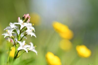 <i>Menyanthes trifoliata</i>