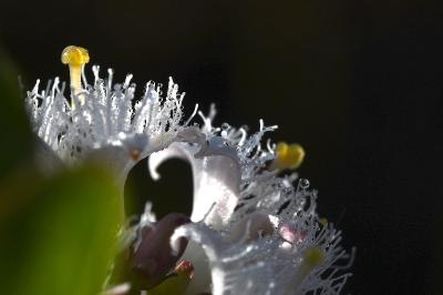 <i>Menyanthes trifoliata</i>