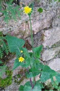 <i>Sonchus oleraceus</i>