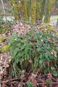 <i>Polypodium vulgare</i>