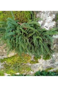 <i>Asplenium trichomanes</i>