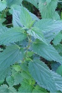 <i>Urtica dioica</i>