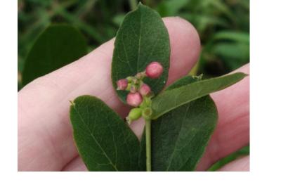 <i>Symphoricarpos albus</i>