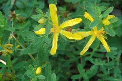 <i>Hypericum perforatum</i>
