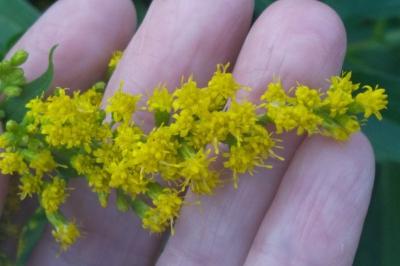 <i>Solidago gigantea</i>