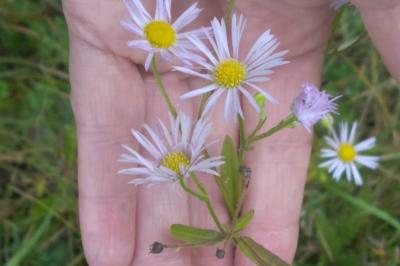 <i>Erigeron annuus</i>