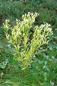<i>Erigeron canadensis</i>