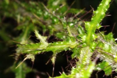 <i>Cirsium palustre</i>