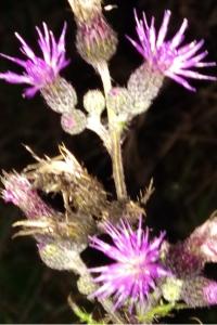 <i>Cirsium palustre</i>