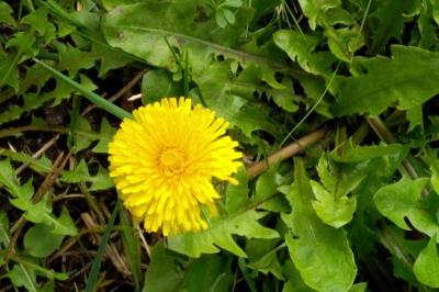<i>Taraxacum</i>