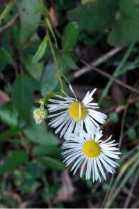 <i>Erigeron annuus</i>