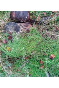 <i>Galium saxatile</i>